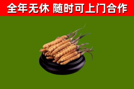 版纳市烟酒回收冬虫夏草.jpg